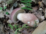 Tylopilus rubrobrunneus image