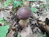 Tylopilus rubrobrunneus image