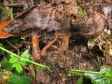 Coltricia perennis image