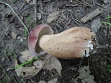 Tylopilus rubrobrunneus image