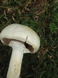 Agaricus silvicola image