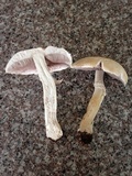 Agaricus silvicola image