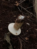 Tylopilus felleus image