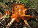 Cortinarius rubicundulus image