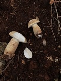 Tylopilus felleus image