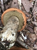 Leccinum vulpinum image