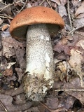 Leccinum vulpinum image
