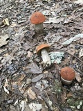 Leccinum vulpinum image