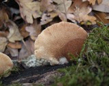 Crepidotus crocophyllus image