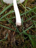 Amanita farinosa image