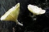 Chrysomphalina strombodes image