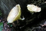 Chrysomphalina strombodes image