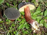 Boletus zelleri image