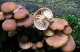 Gymnopus dichrous image