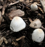 Leucocoprinus cepistipes image