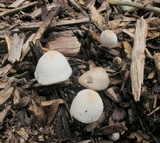 Leucocoprinus cepistipes image