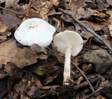Melanoleuca verrucipes image