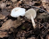 Melanoleuca verrucipes image