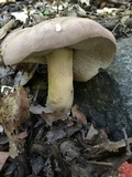 Tylopilus rubrobrunneus image
