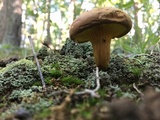 Phylloporus rhodoxanthus image
