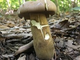 Tylopilus rubrobrunneus image