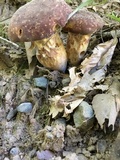 Xanthoconium affine image