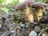 Xanthoconium affine image