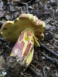 Boletus pallidoroseus image