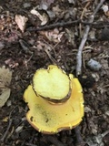 Boletus pallidoroseus image