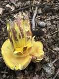 Boletus pallidoroseus image