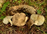 Tricholoma scalpturatum image