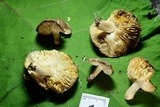 Tricholoma scalpturatum image