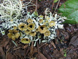 Hypogymnia enteromorpha image