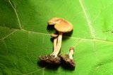 Inocybe flocculosa image