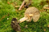 Inocybe flocculosa image