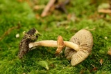 Inocybe flocculosa image