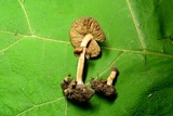Inocybe flocculosa image