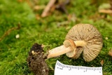 Inocybe flocculosa image