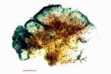 Lecidella carpathica image