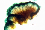 Lecidella carpathica image