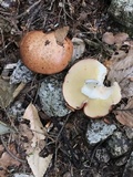 Suillus weaverae image