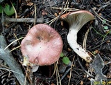 Gomphidius roseus image