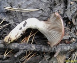 Gomphidius roseus image