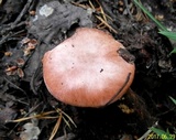 Gomphidius roseus image