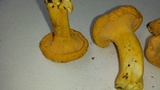 Cantharellus enelensis image