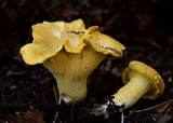 Cantharellus chicagoensis image