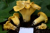 Cantharellus chicagoensis image