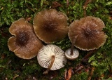 Hydropus marginellus image