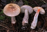Leccinum snellii image