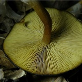 Callistosporium luteo-olivaceum image